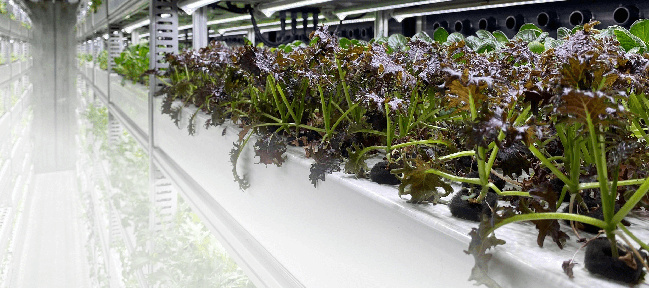 BoomGrow Leafy Greens