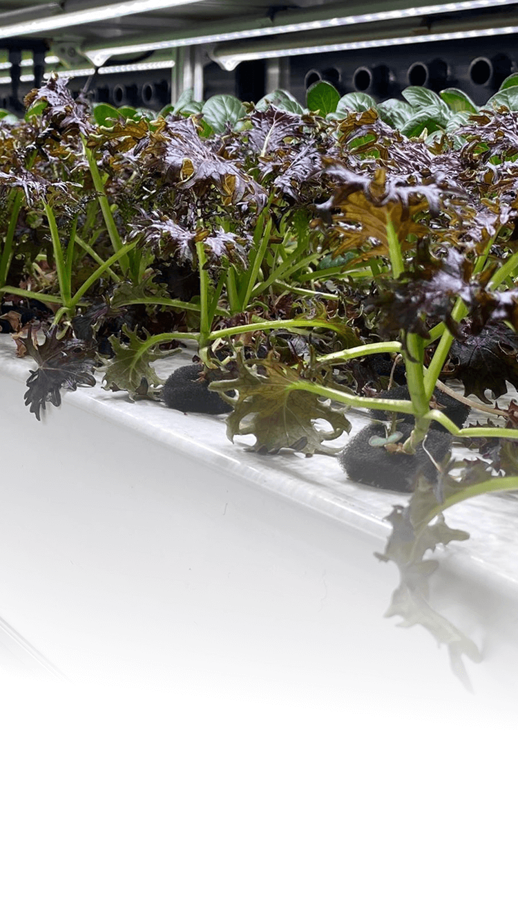 BoomGrow Leafy Greens