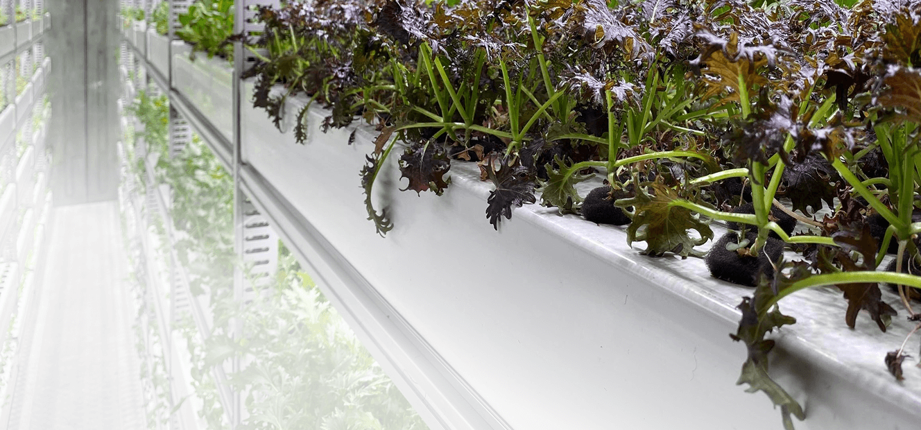 BoomGrow Leafy Greens